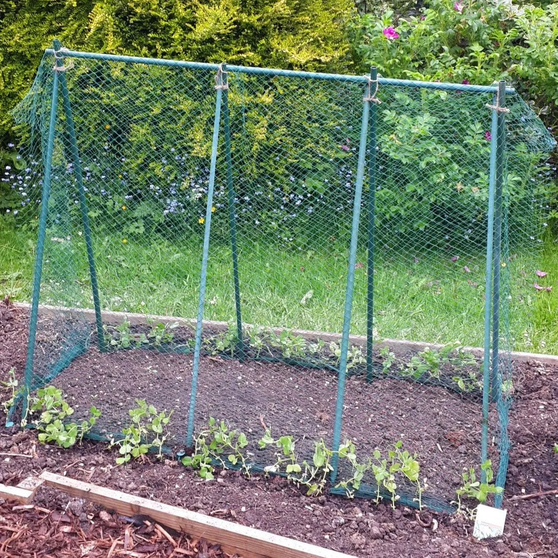 Easy Grow Pea Frame & Climbing Plant Support Trellis