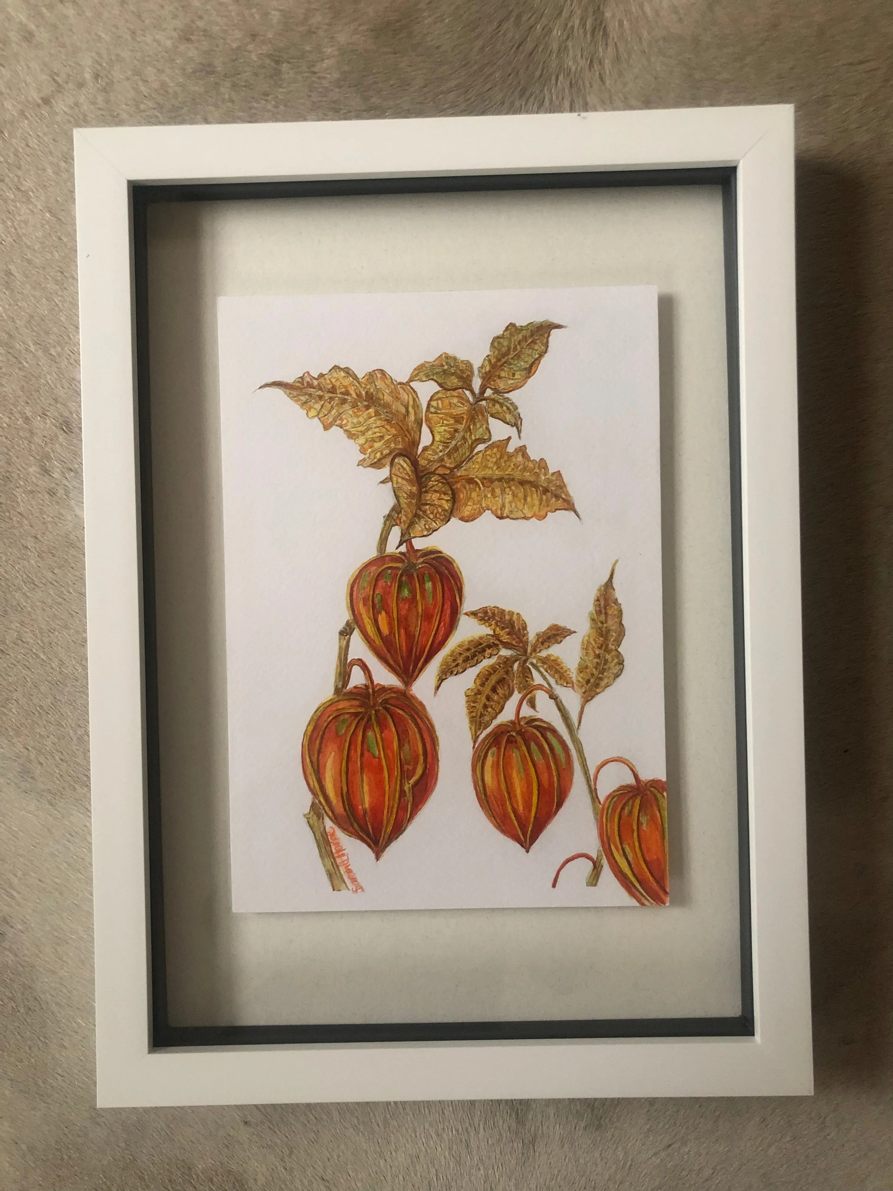 Physalis , Chinese Lanterns Watercolour