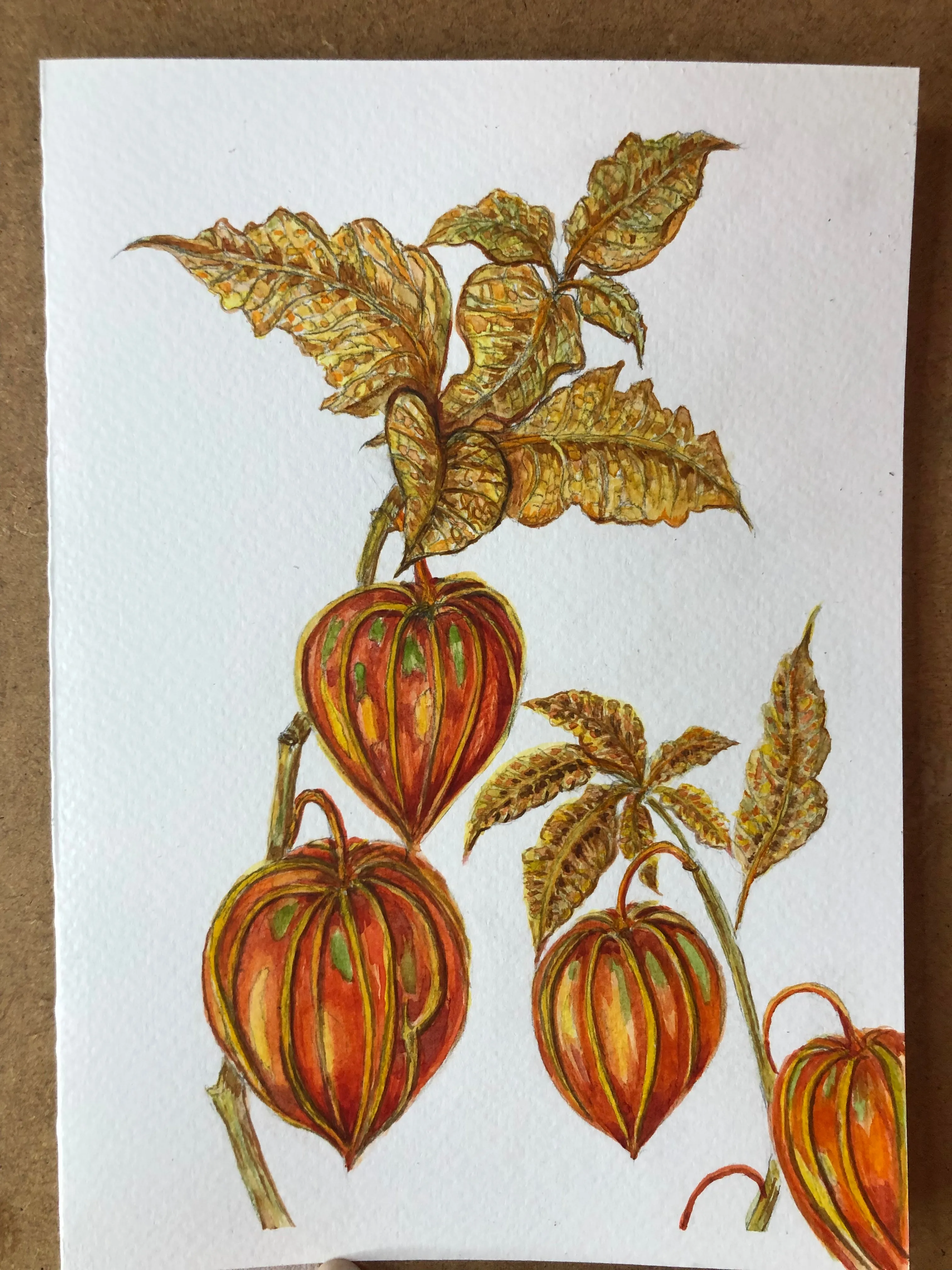 Physalis , Chinese Lanterns Watercolour